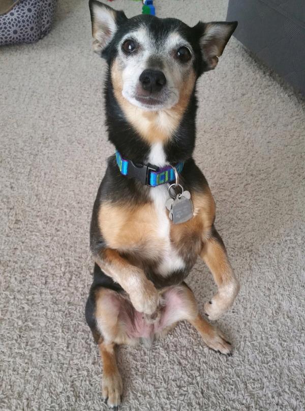 /Images/uploads/Humane Society of Utah/HSUCalendar/entries/827thumb.jpg